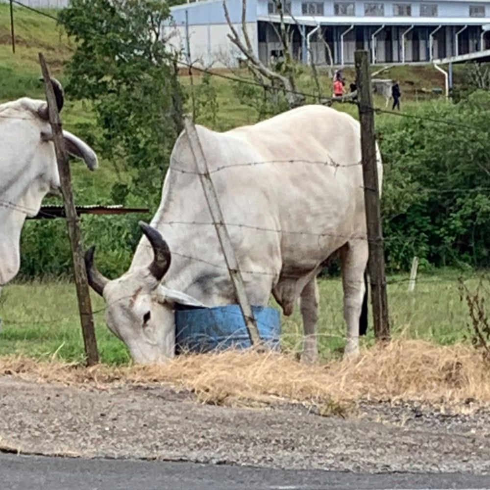 Beefomet