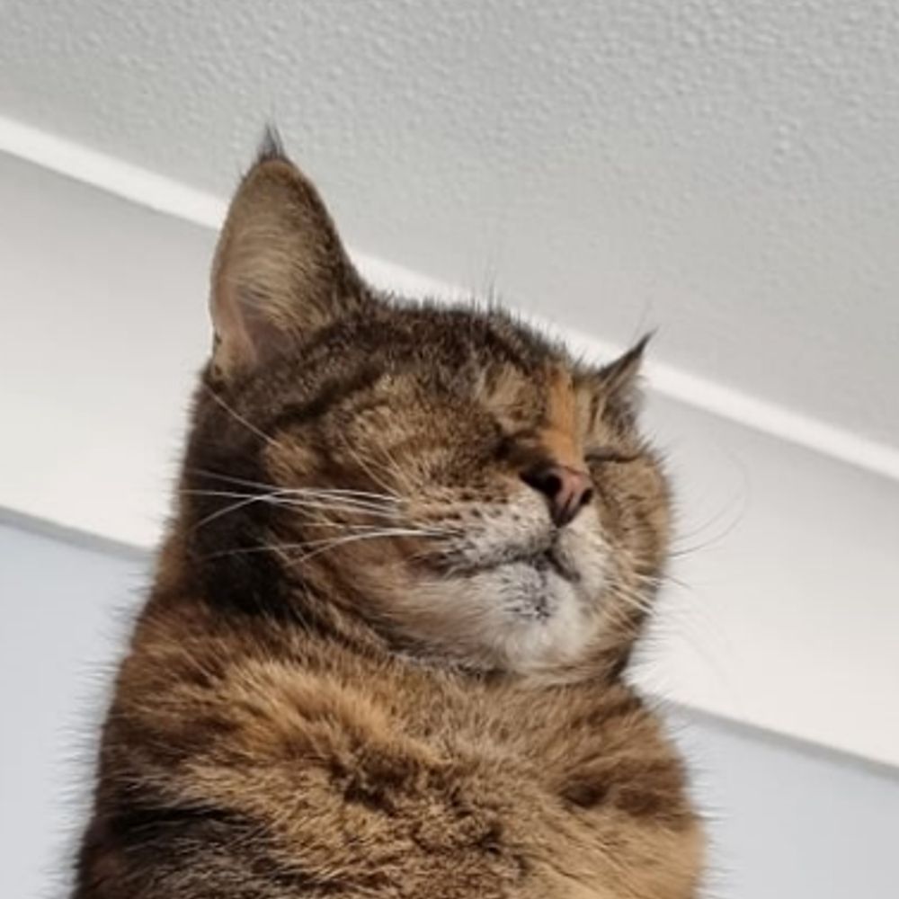 The Crippig