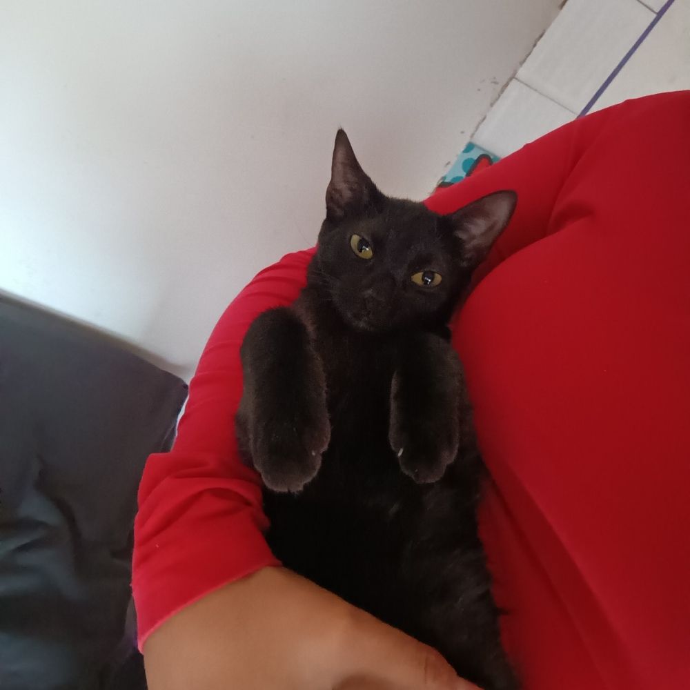 Sarinha