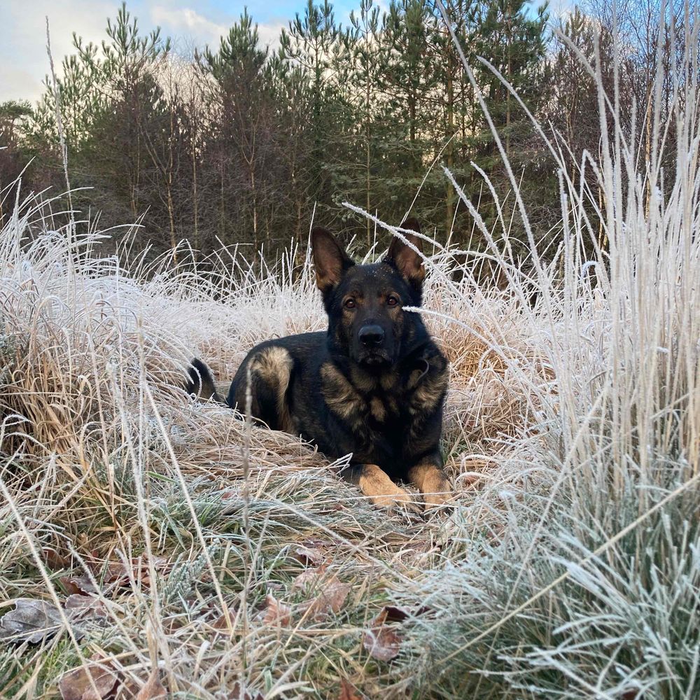 Police Dog Floyd