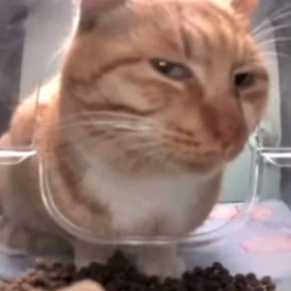 Cats Dot Exe