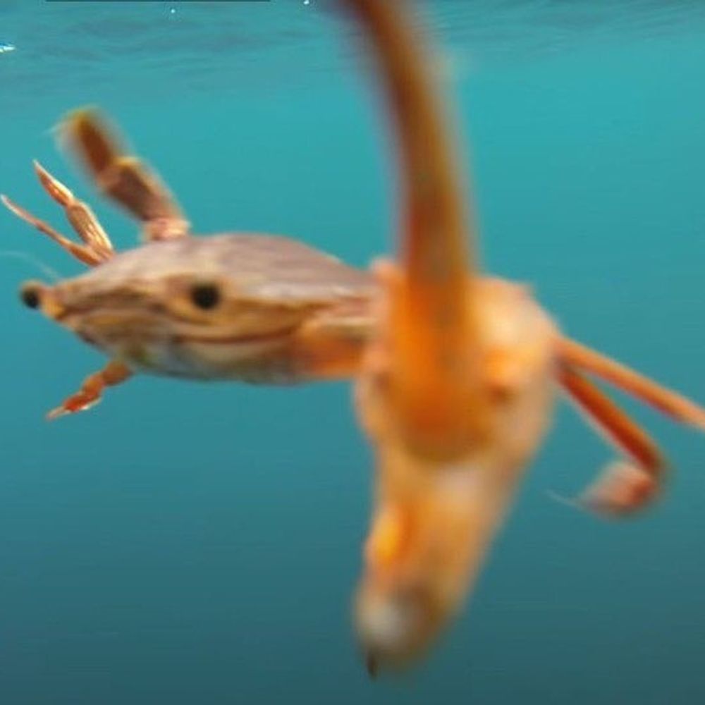 crab