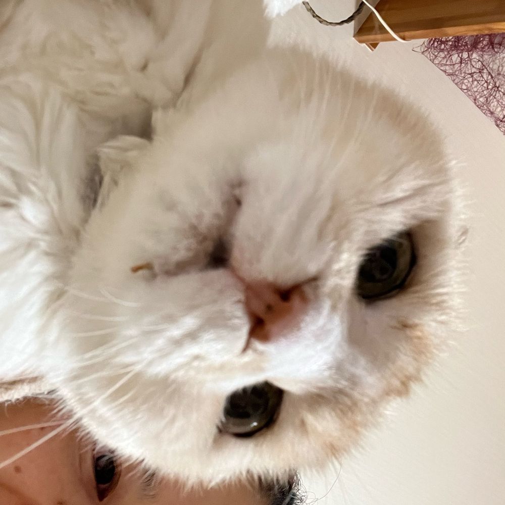 いちぴこ