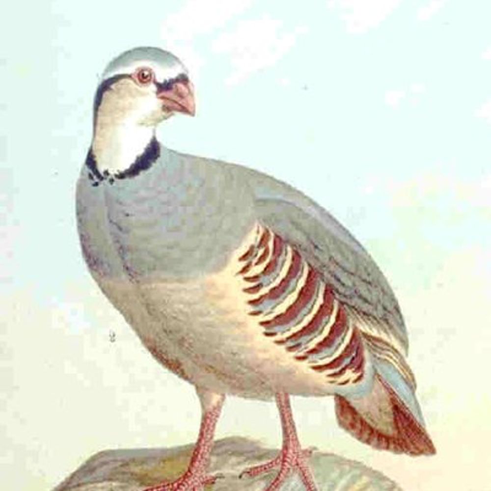 Pierre Laperdrix
