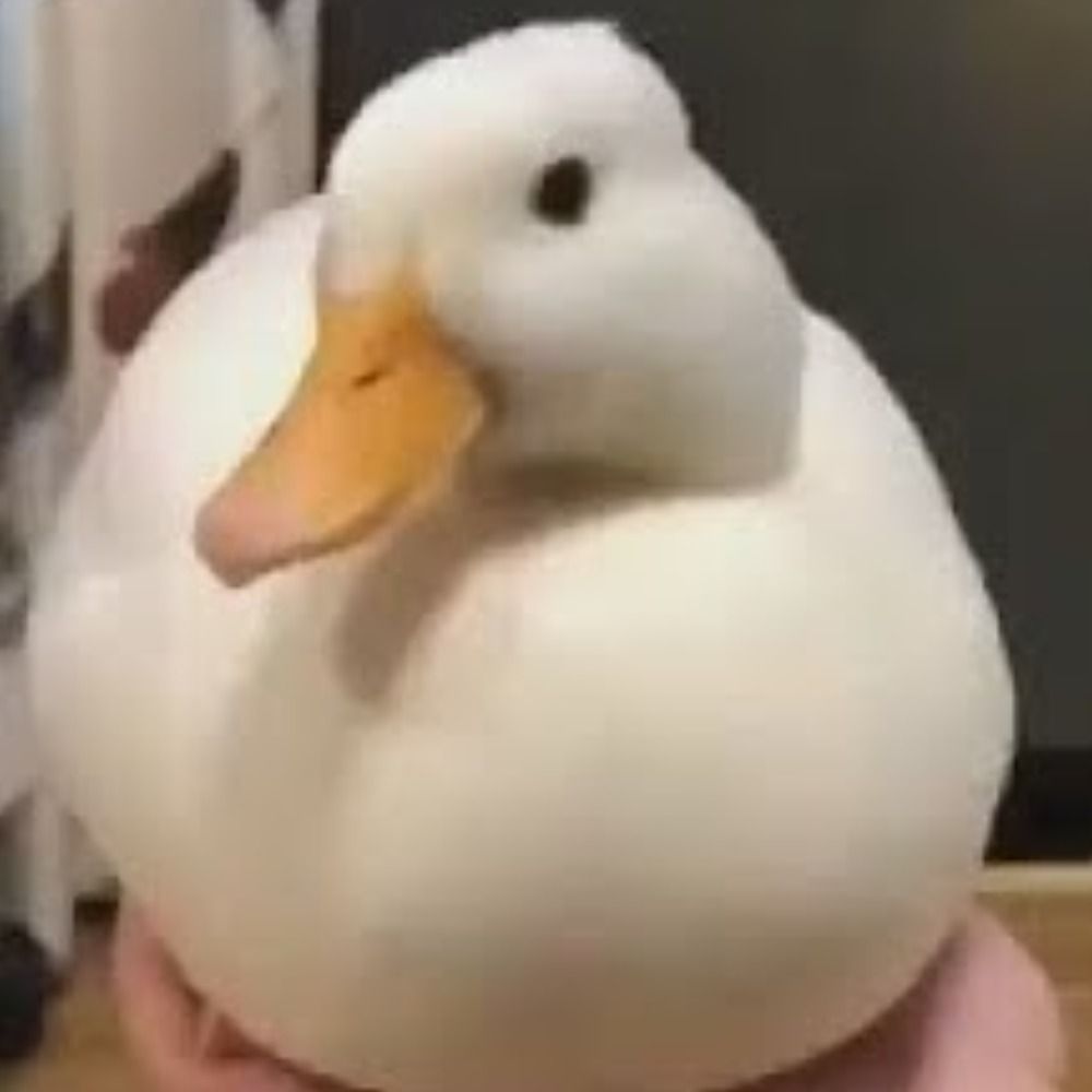 InvisibleDuck 