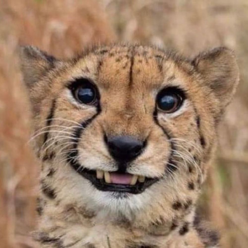 karu