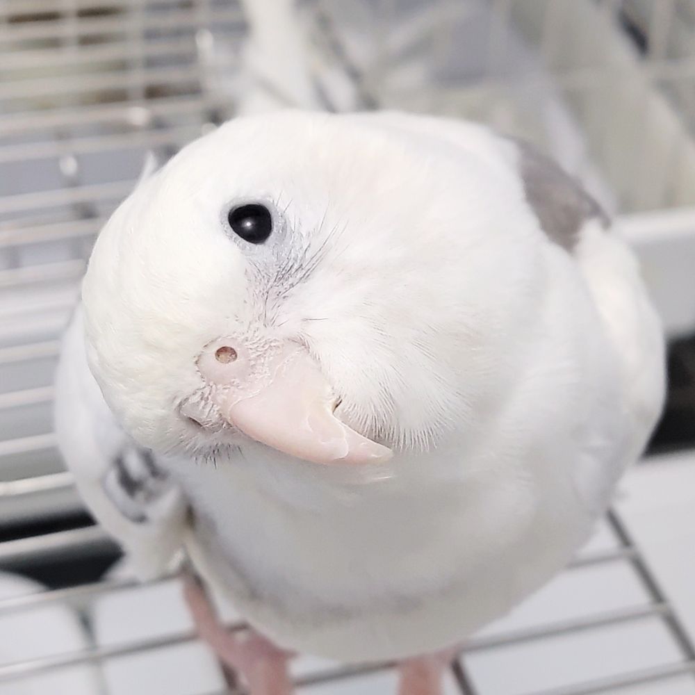 空🦜🌸💜