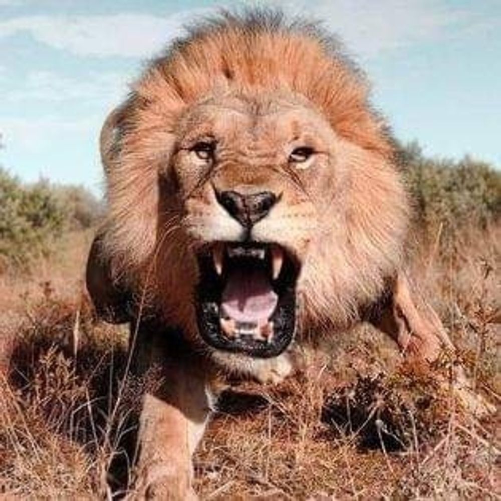 LionExpose