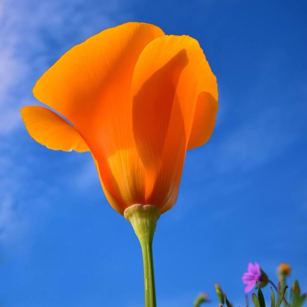 Poppy Park