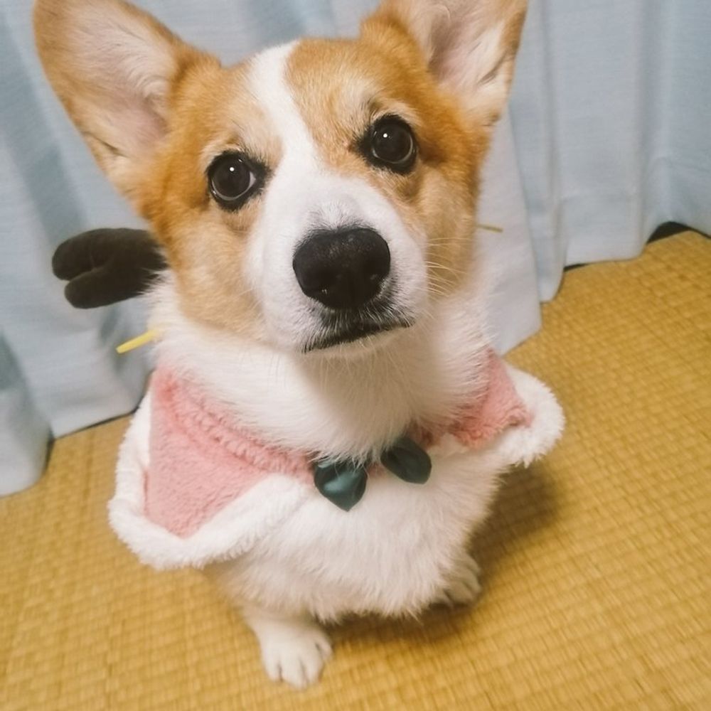 あかすぃ