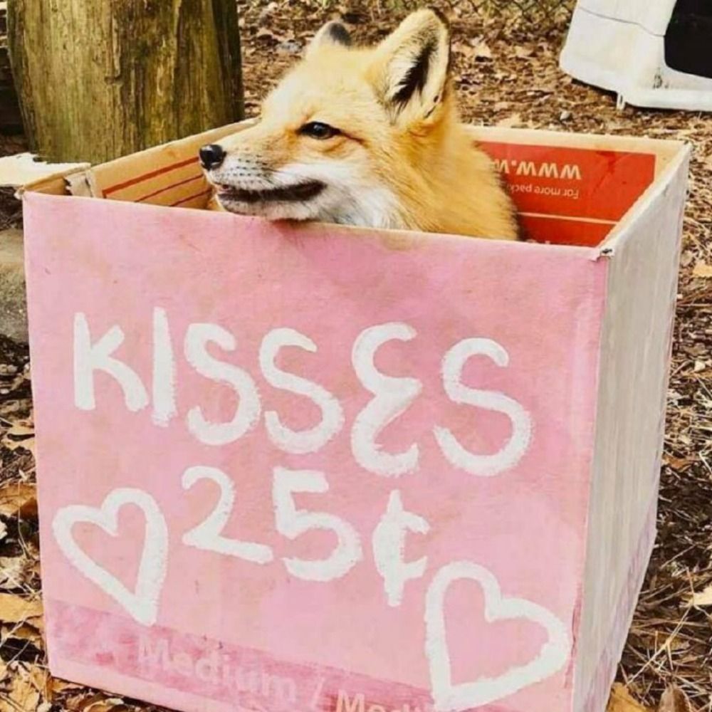 hi-Soka~🦊
