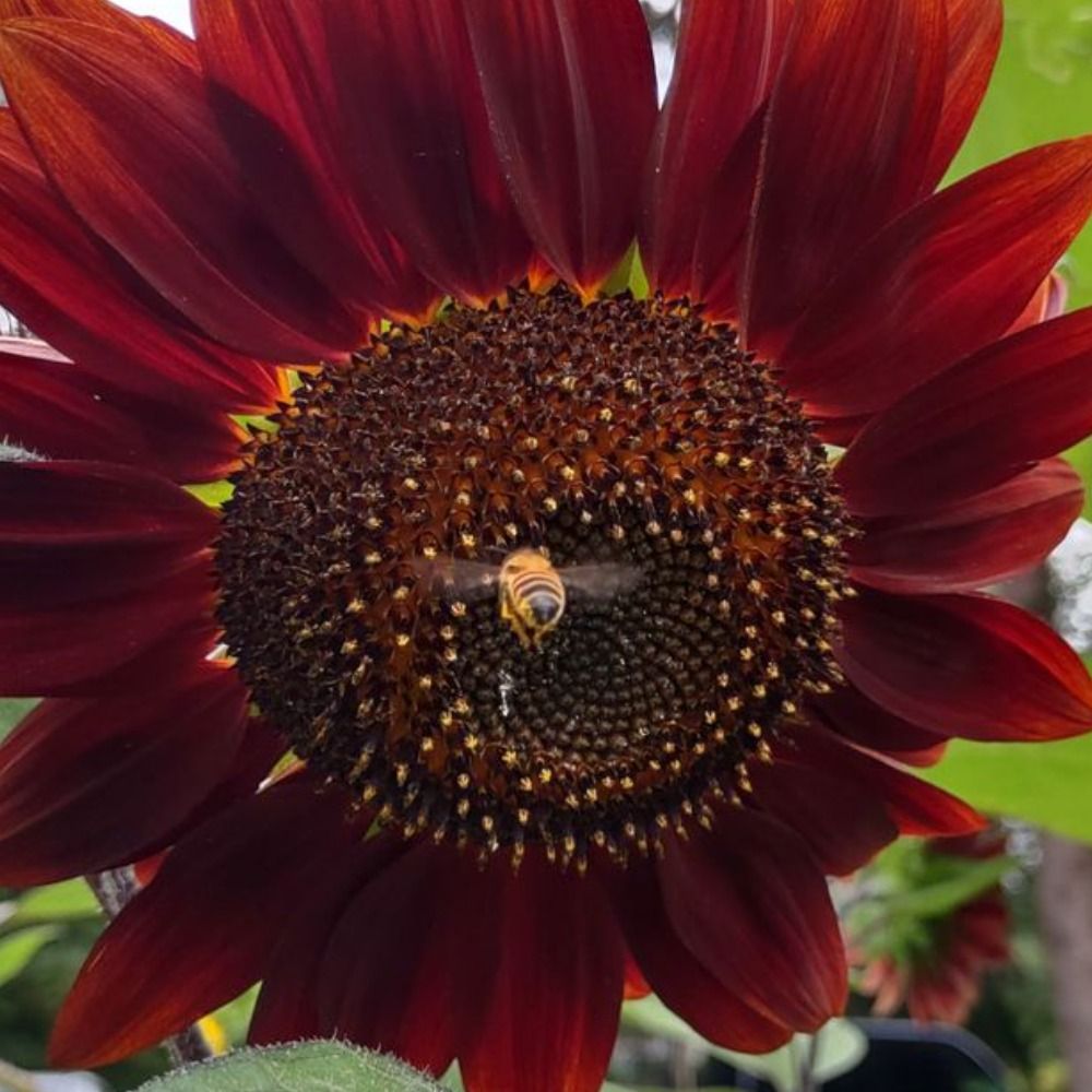 Sunflower is me too