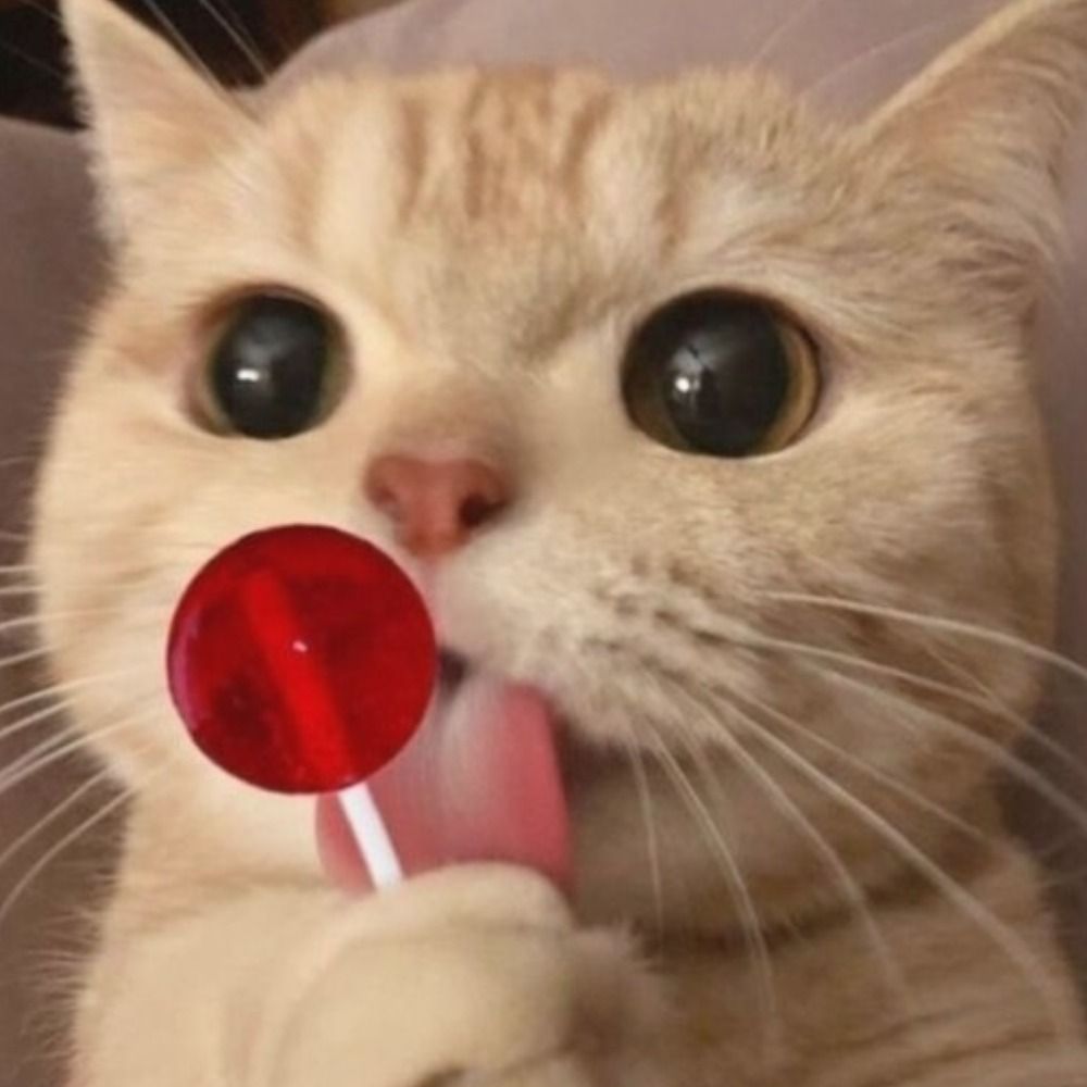 Cats Hourly