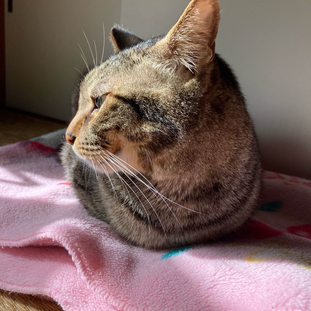 ゆきんこ