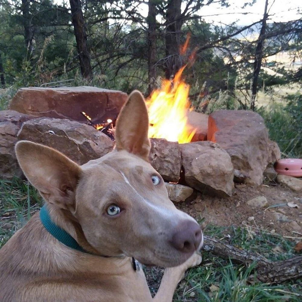 The Desert Rat