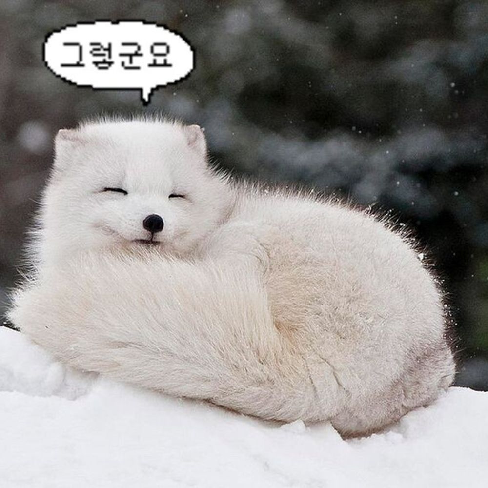 지지베베