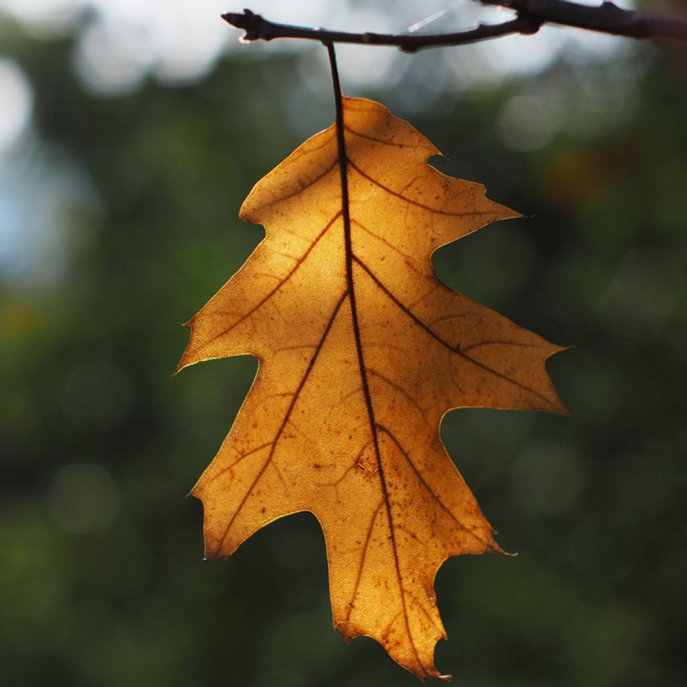 Weird Autumn