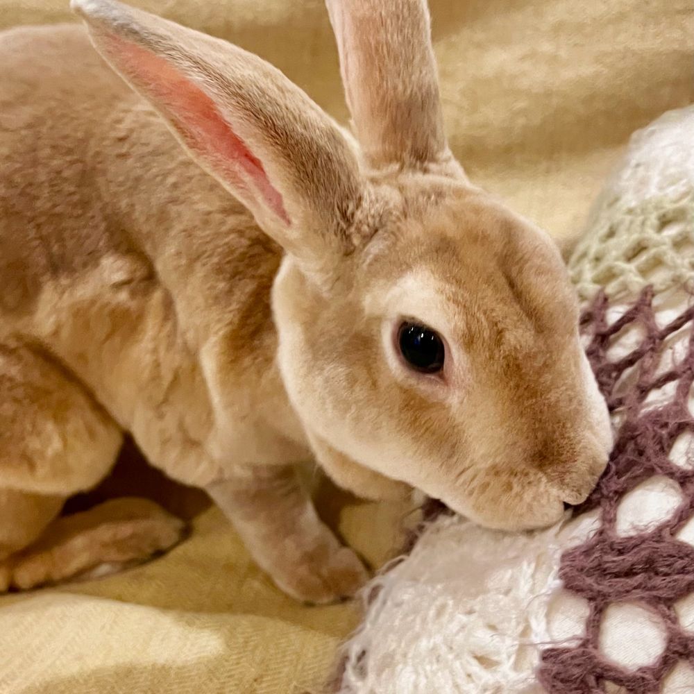 つくね🐰