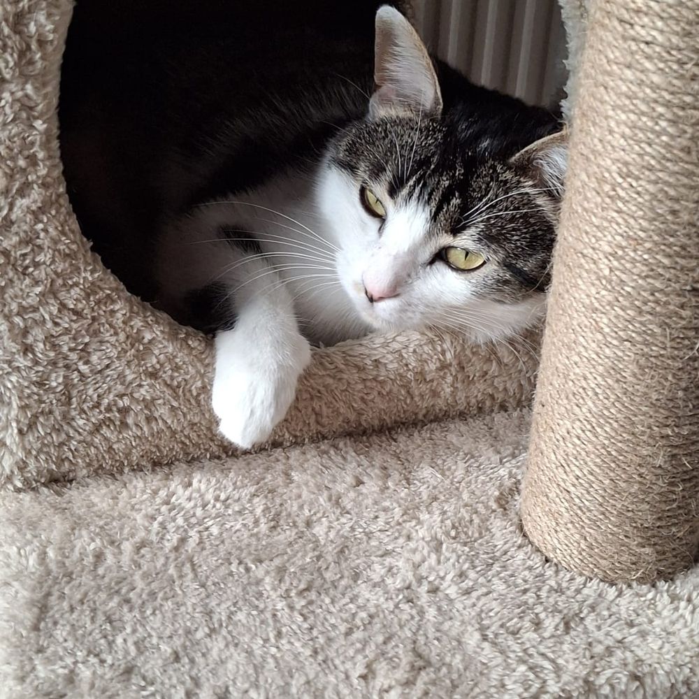 AliceTheCat