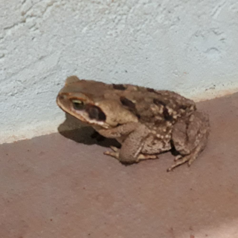 Piscívoro