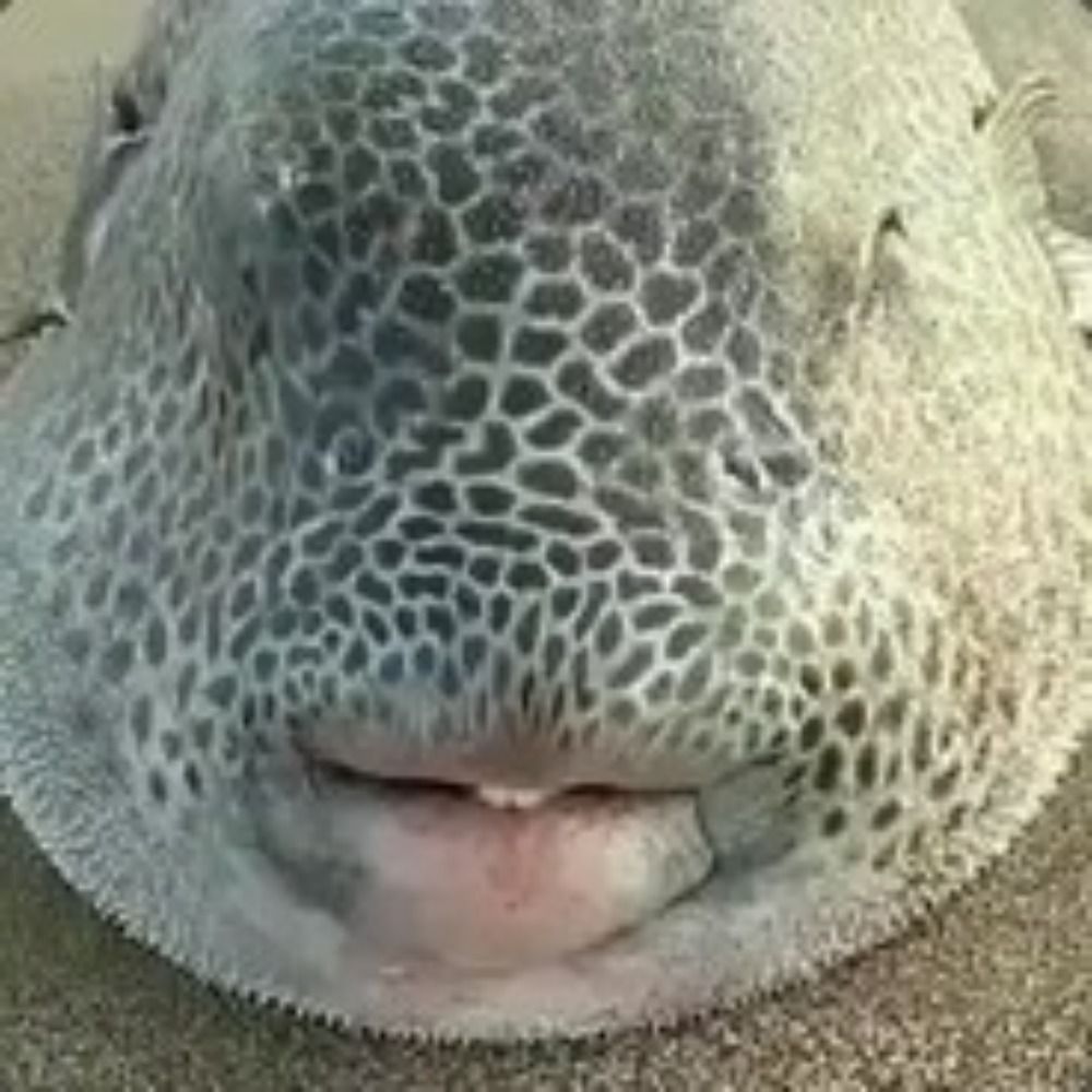 gorb
