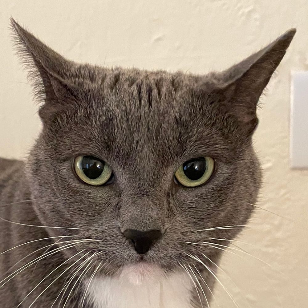 EightsTheCat