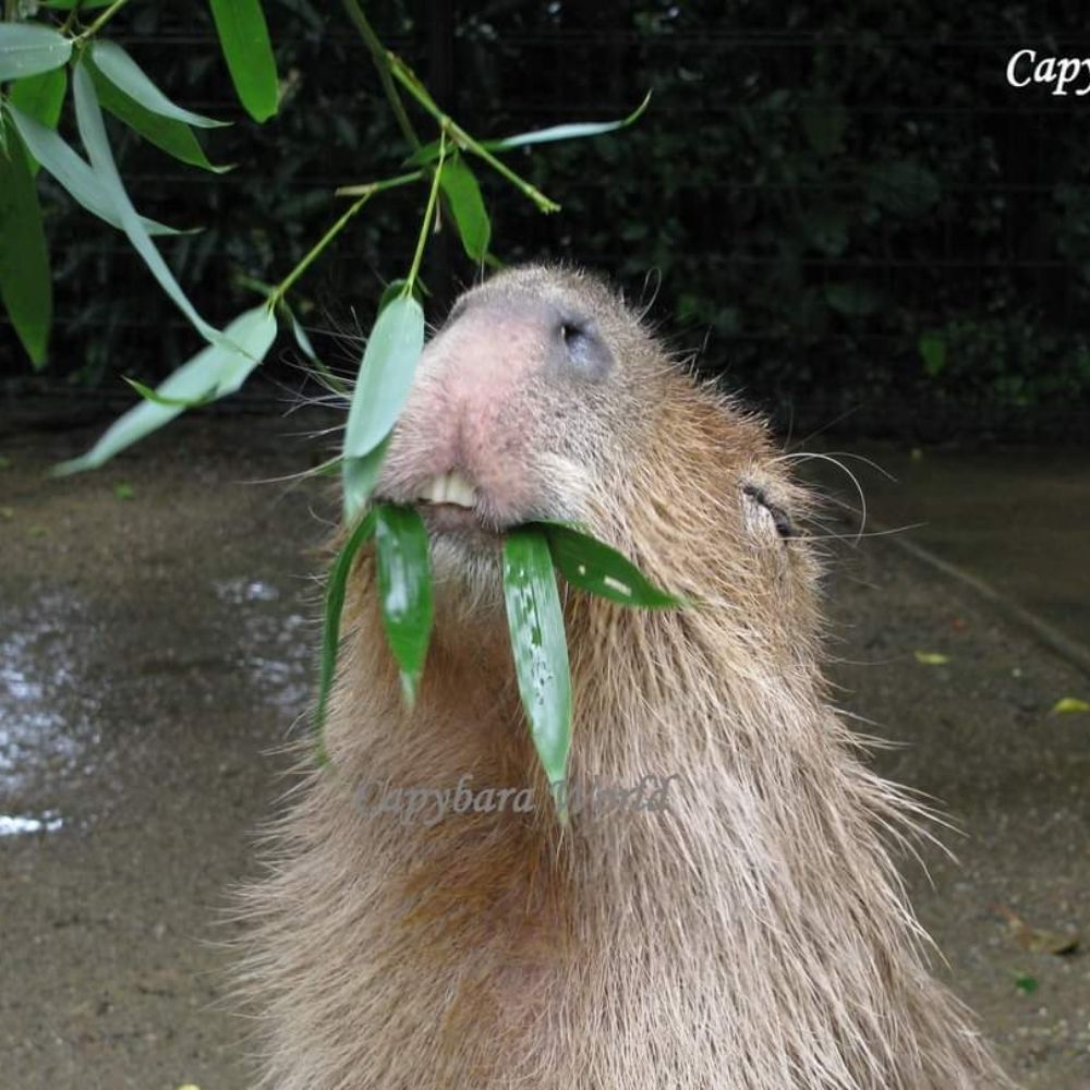 Capybara World