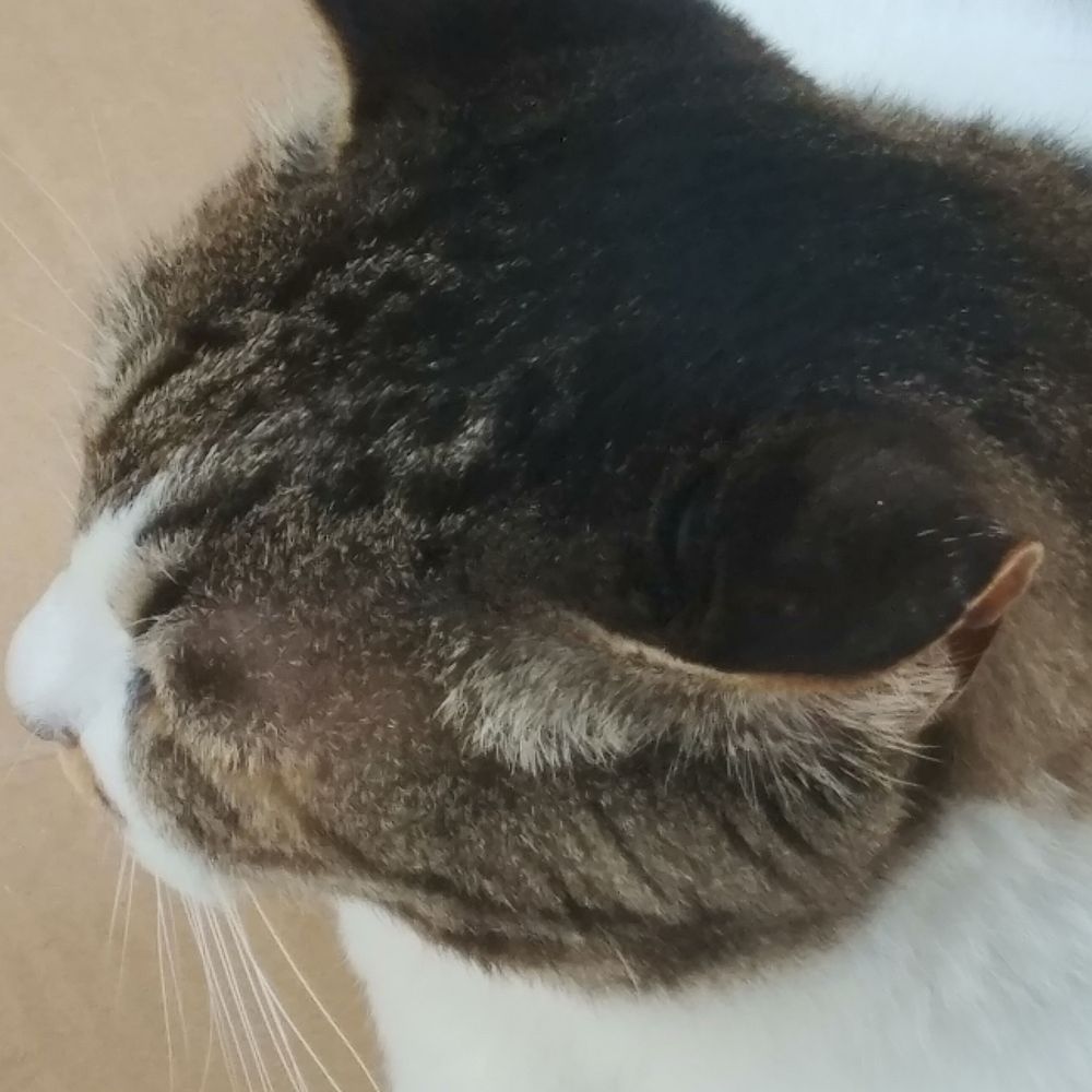 흔한나이