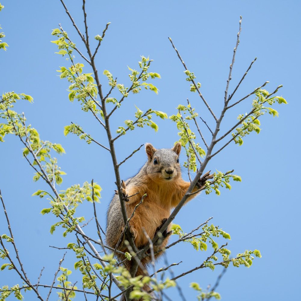 TheSquirrelsAreWatching