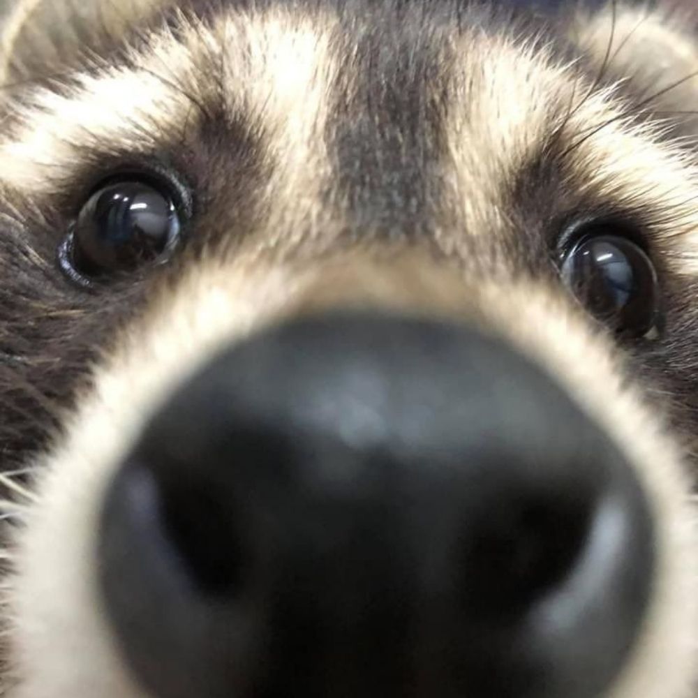 Raccoon [account abandoned]