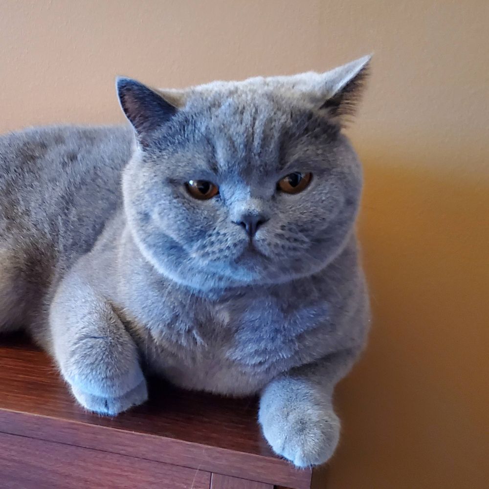 😾benjimeow😺