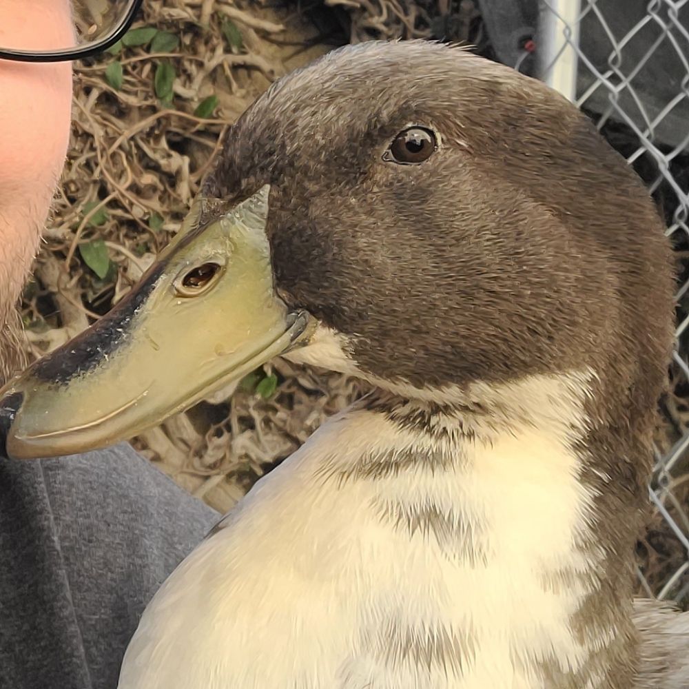 Duckbeard