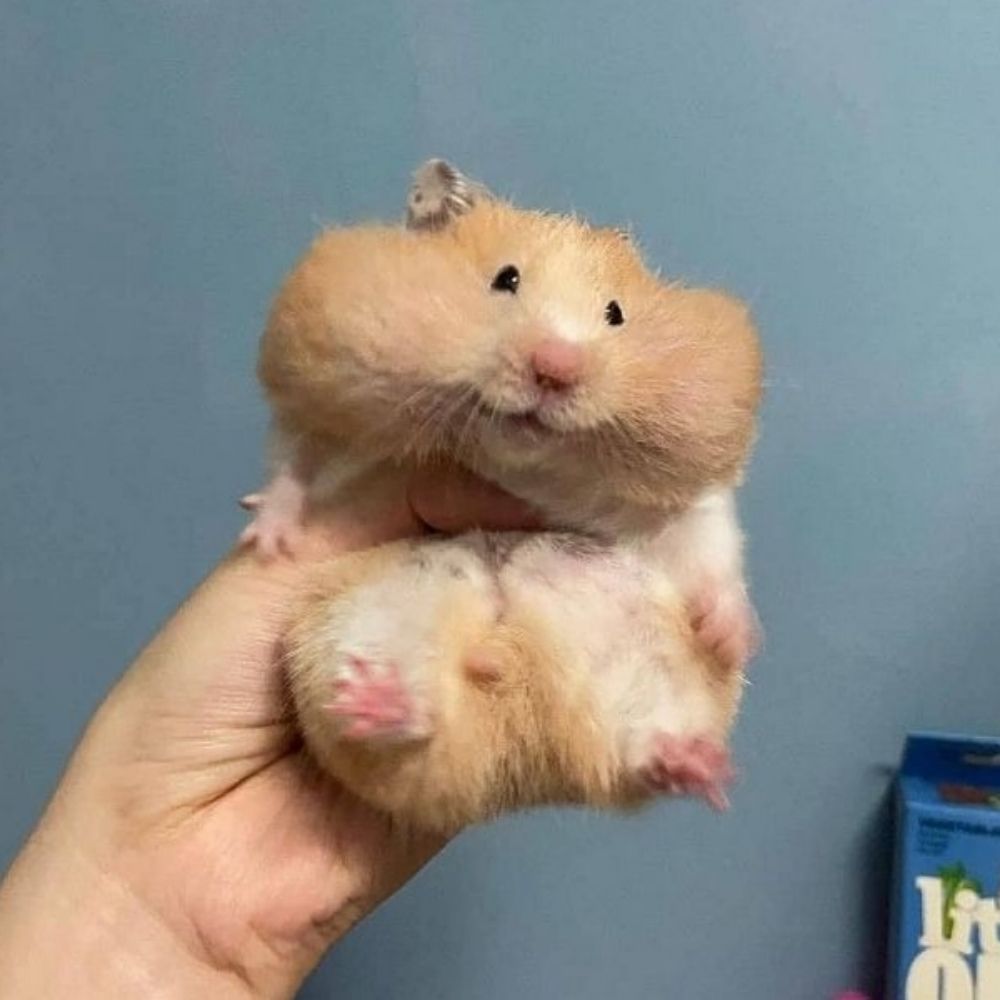 귀여운 복숭아