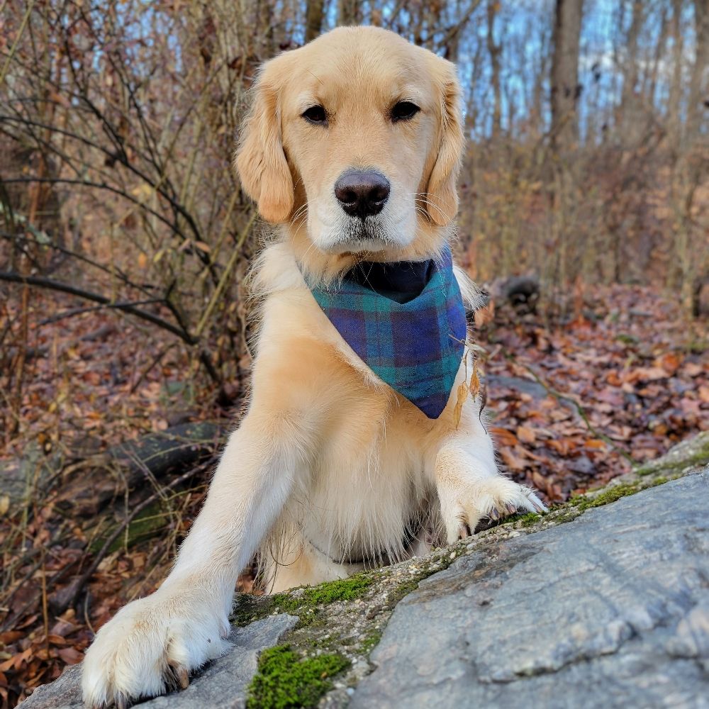 Porterthegoldenpuppy