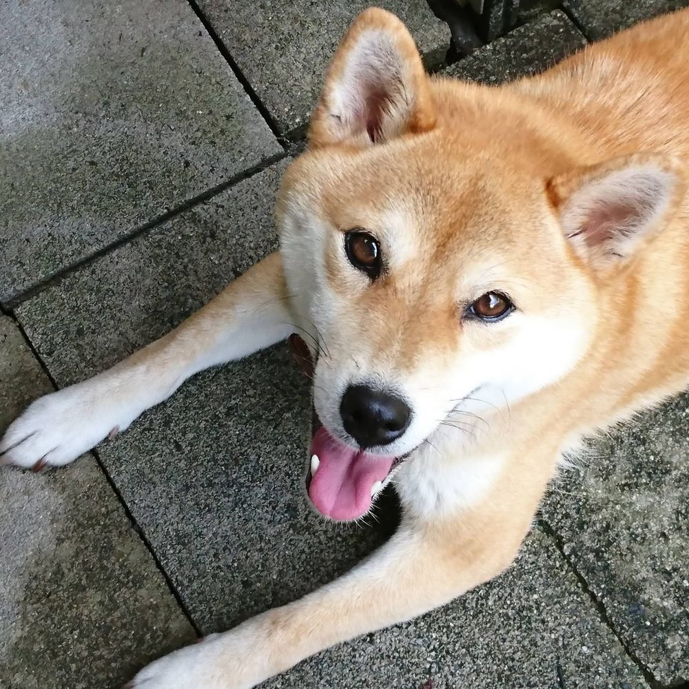 なまえとるつめ