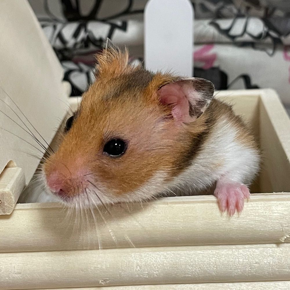 んご2
