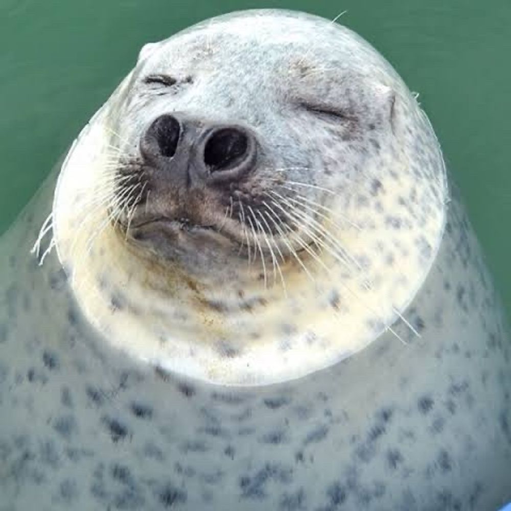 ぴーふな