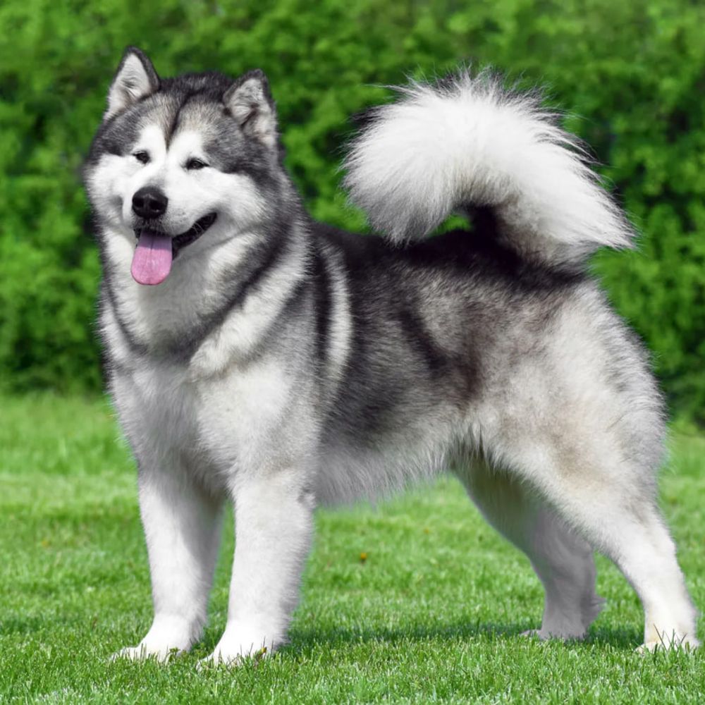 Alaskan Malamute