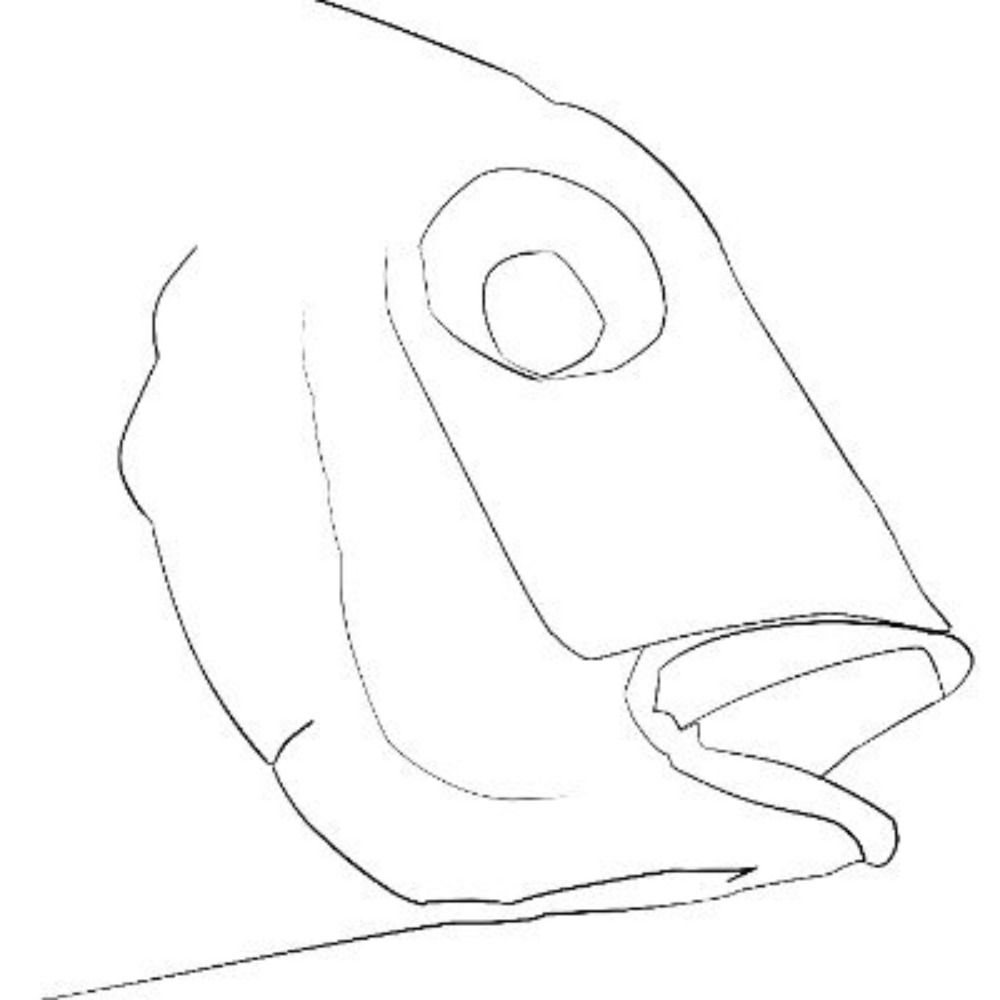 まぐろ@