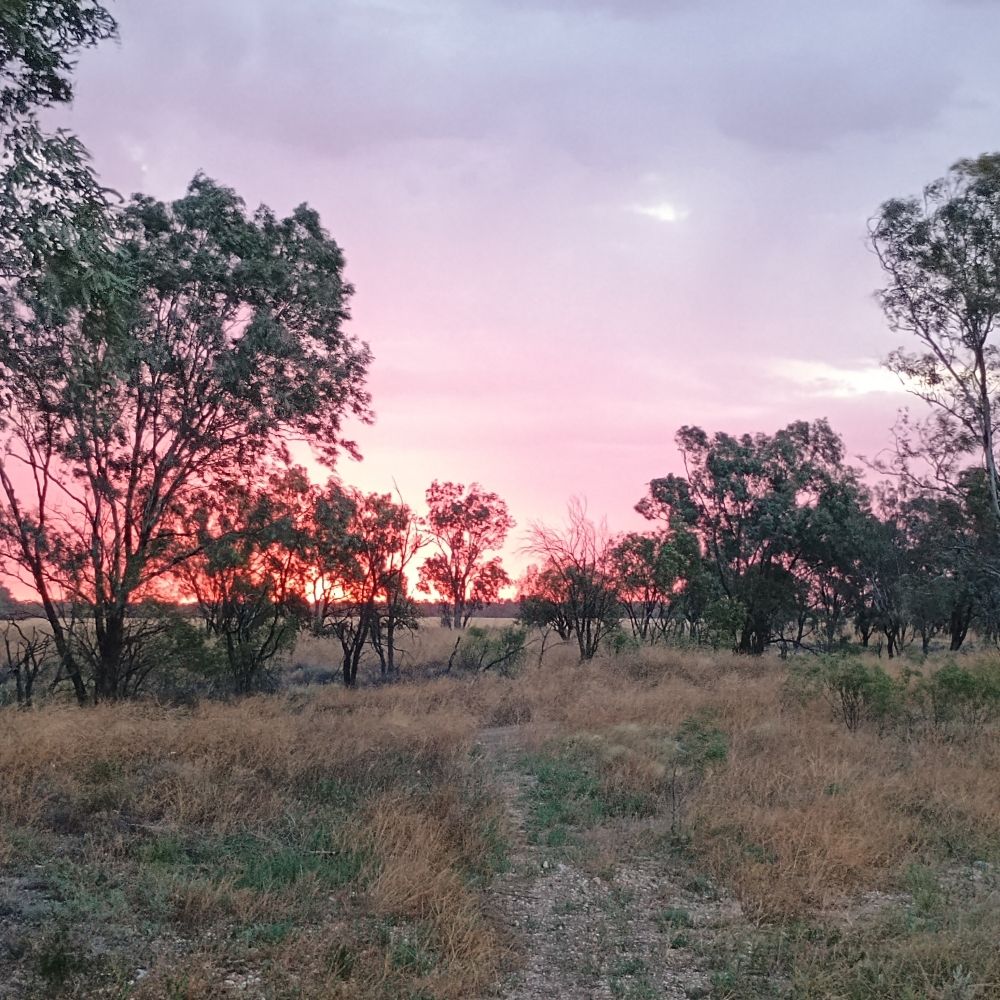 Dharriwaa Elders Group