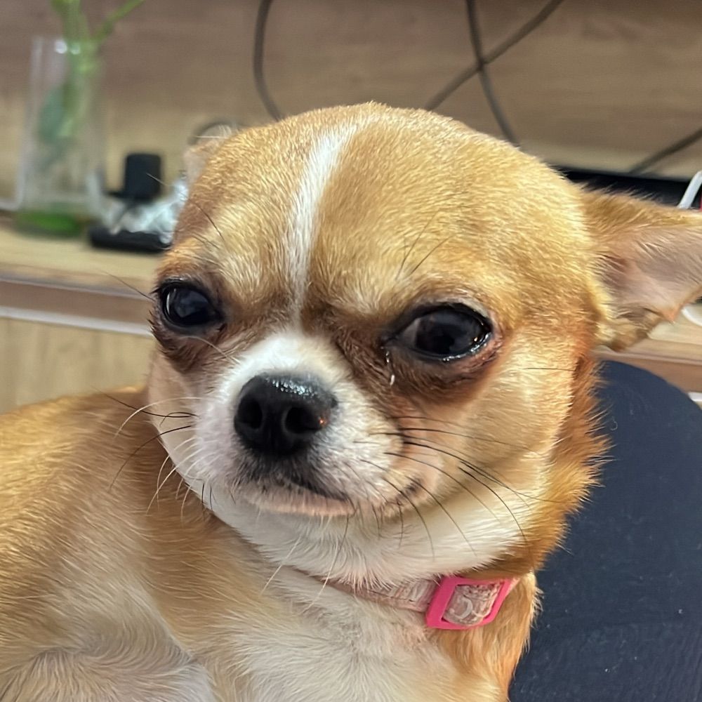 Cacá