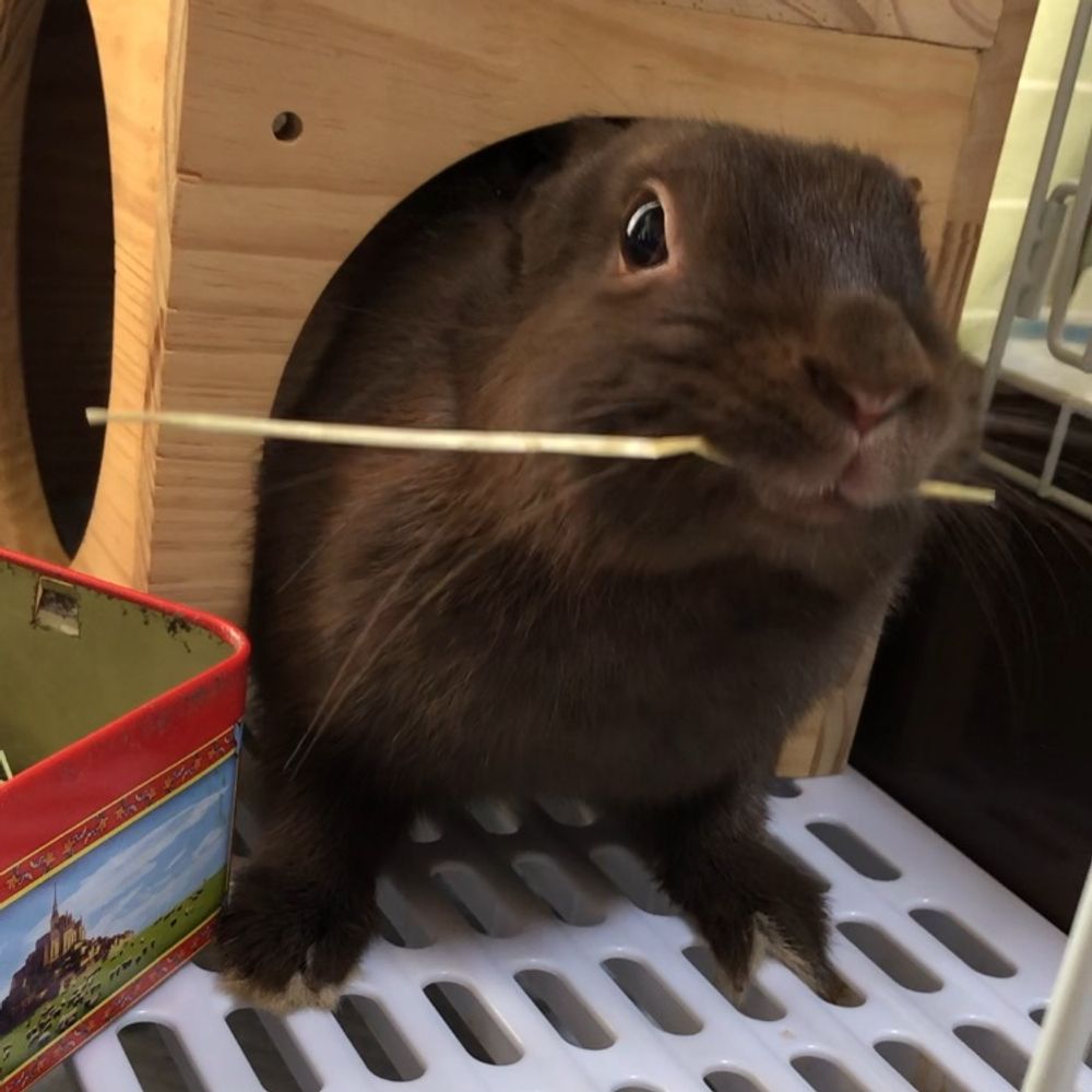 たいが