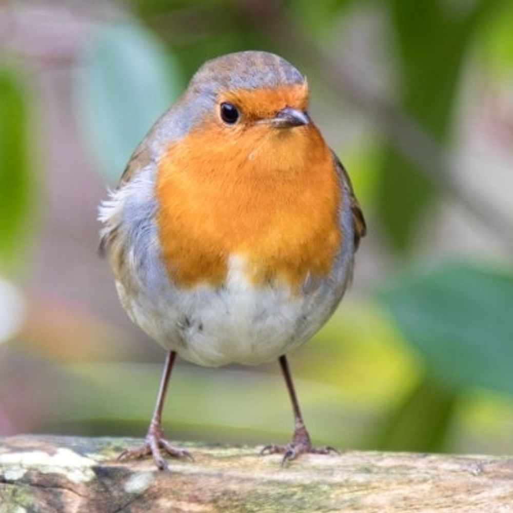 every robin wants to know
