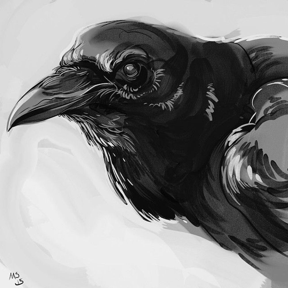 raven