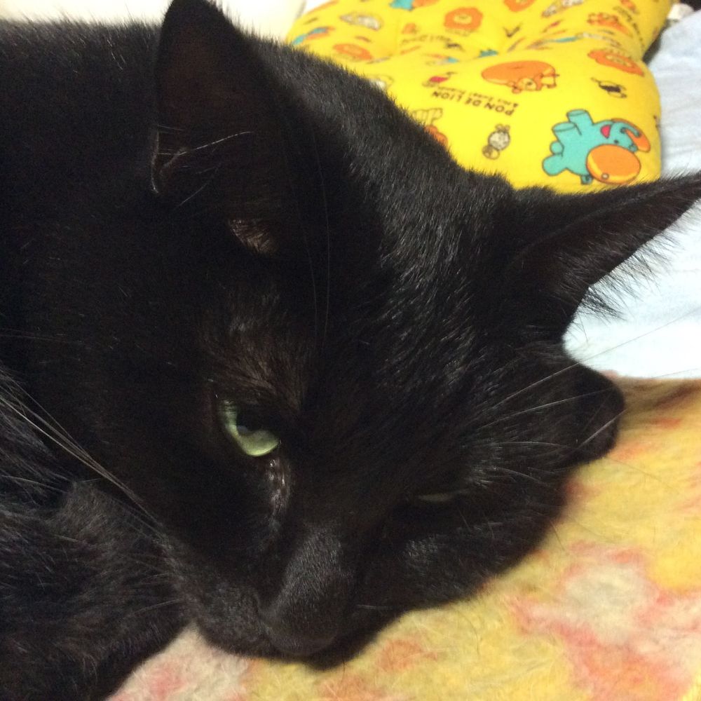 黒猫のイヴ