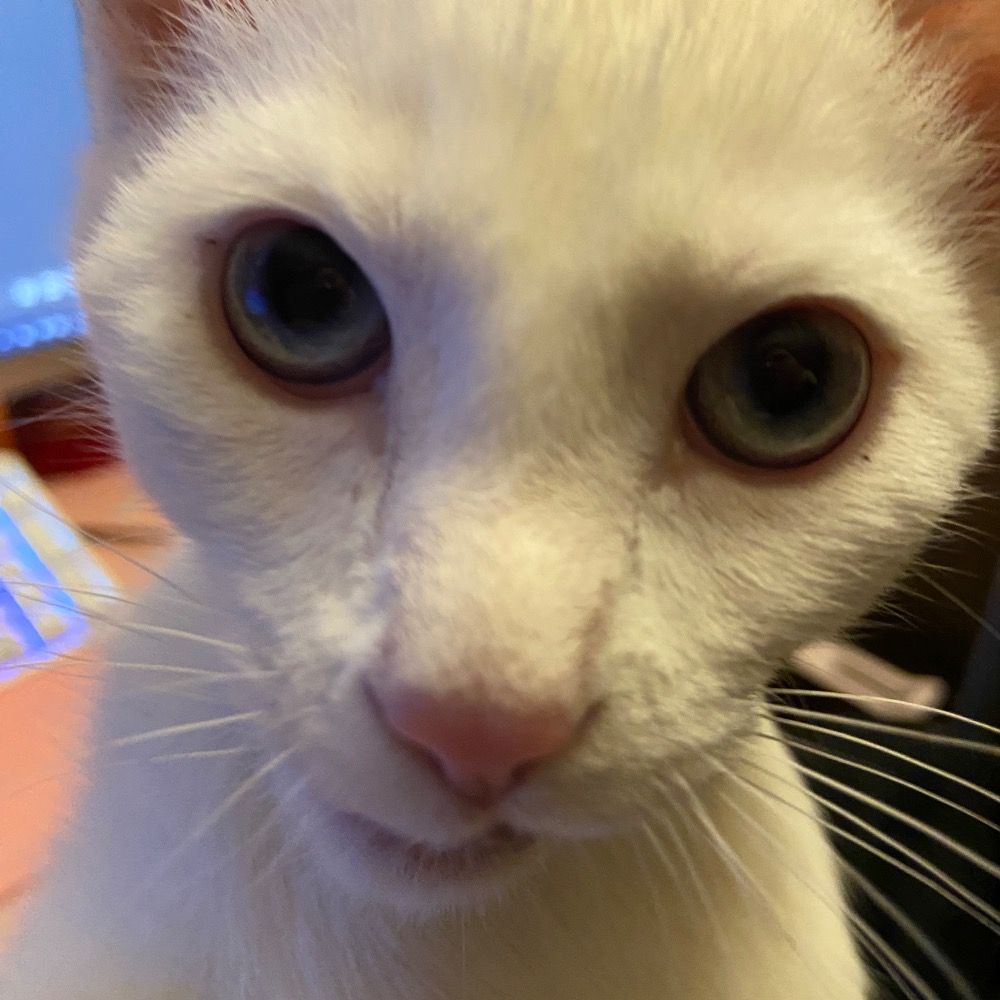 Mogget the Cat