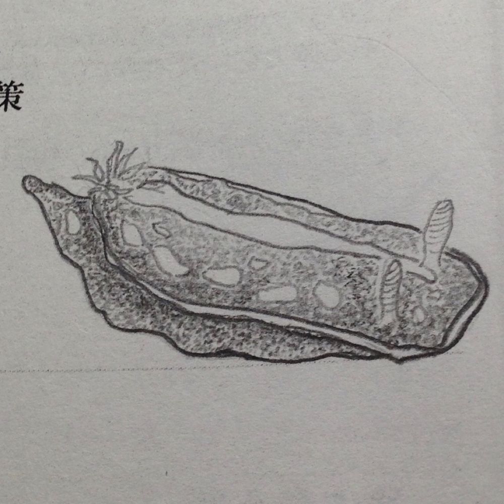ぬる