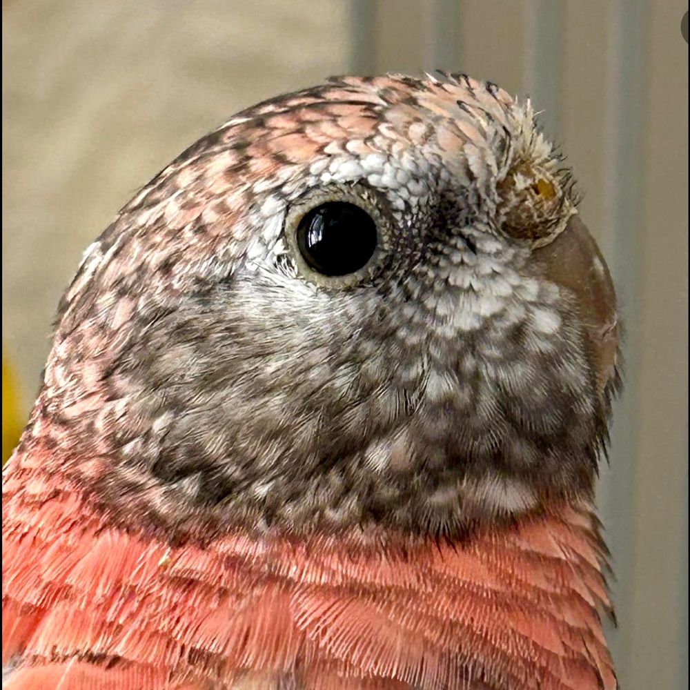 The Blushing Bourkie