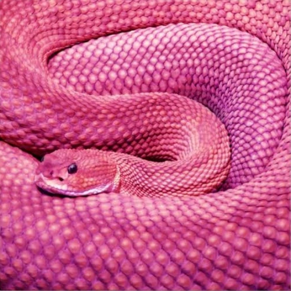 RoseBasilisk