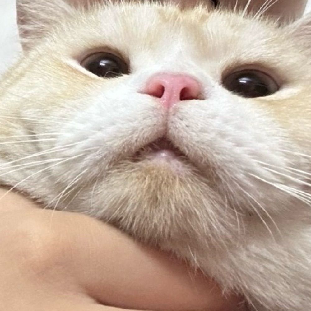 啊这